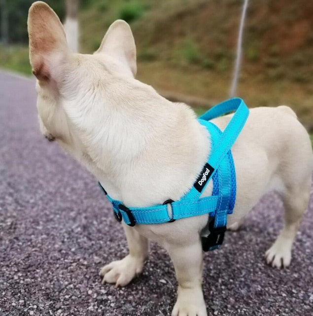 Adjustable Dog Harness.