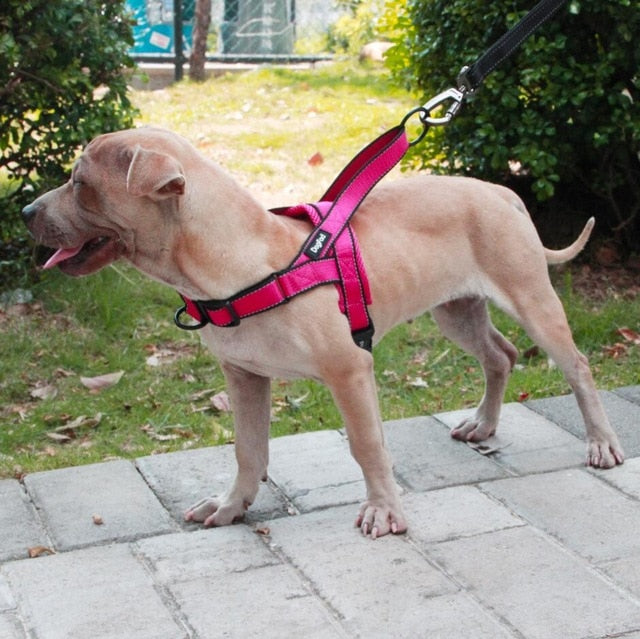 Adjustable Dog Harness.