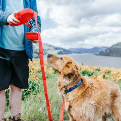 Multifunctional Pet Leash.